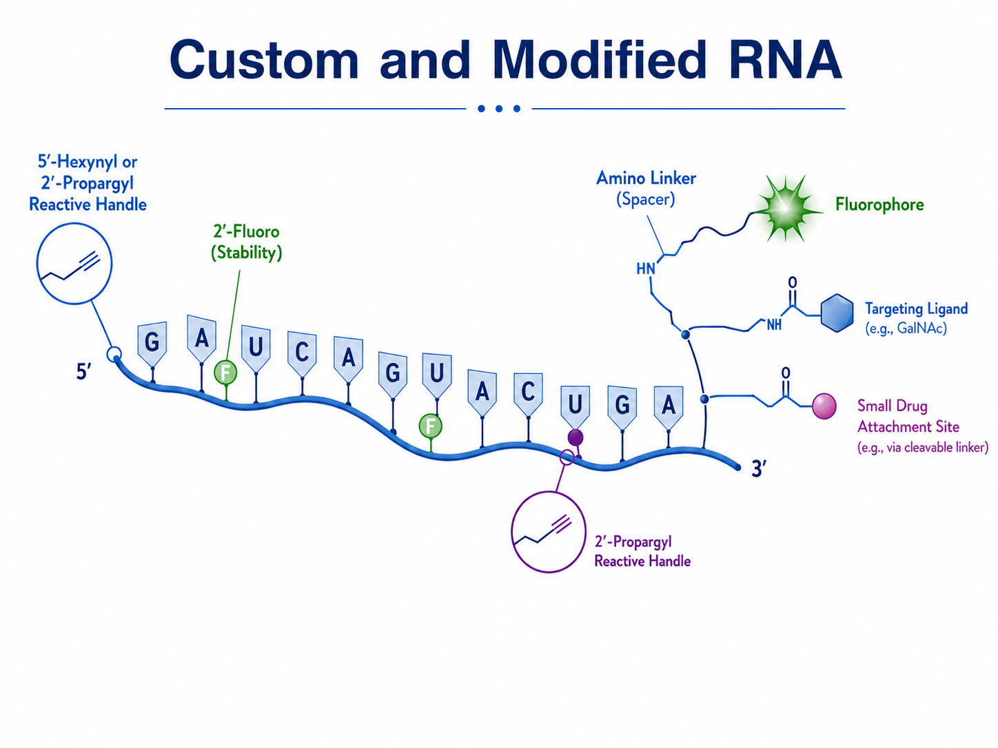 Chemical RNA Structure